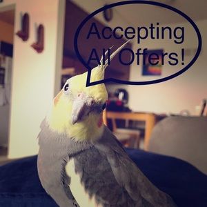 Like what you see? Make me an offer!